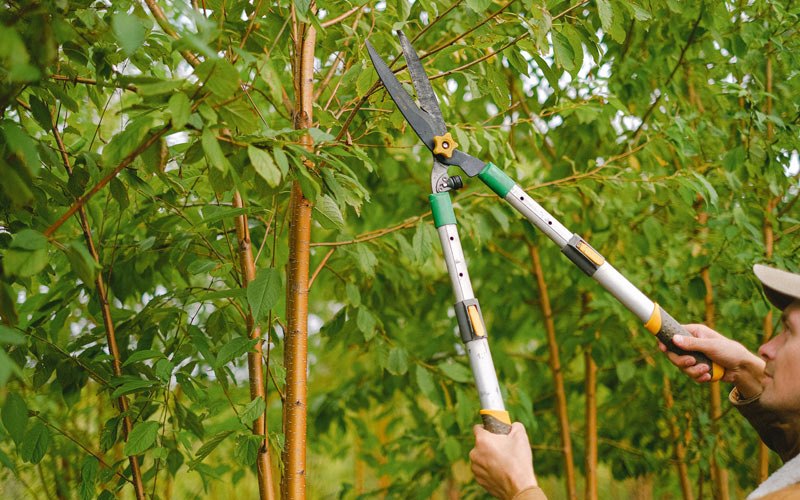 Tree trimming in Grissom Arb, IN