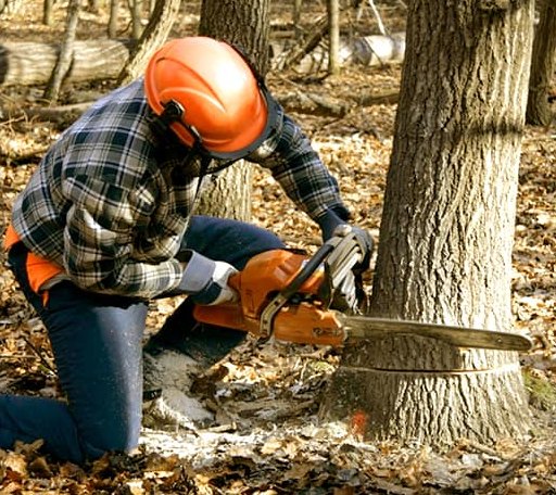 Tree Removal in Grissom Arb, IN